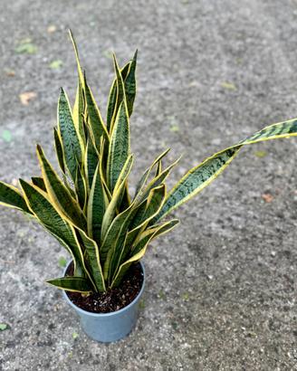 Sansevieria