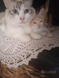 Gatti cuccioli gattini