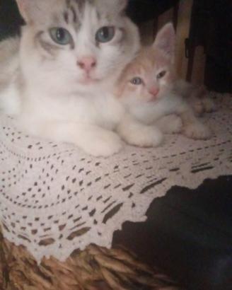 Gatti cuccioli gattini