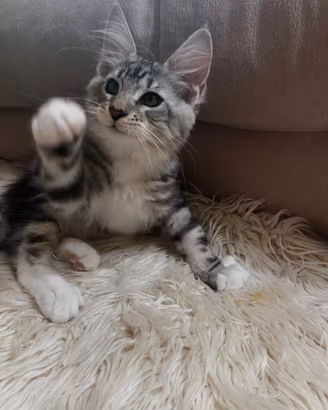 Cuccioli Maine Coon nati il 14 giugno 2026