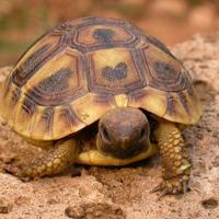 Tartaruga di terra