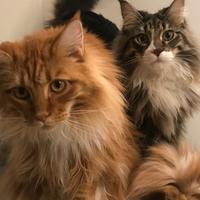 Gattini
