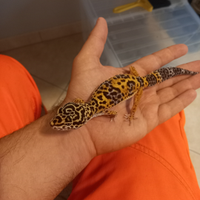 Geco leopardino