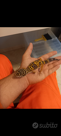 Geco leopardino