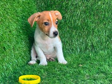 jack Russell 