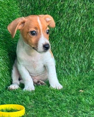 jack Russell 