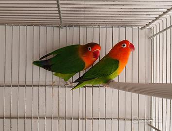 Inseparabili, agapornis, fischer