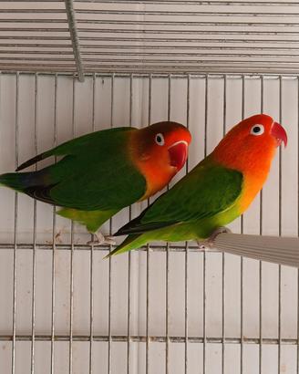 Inseparabili, agapornis, fischer
