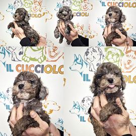 Cuccioli di barboncini tricolore maschi e femmine