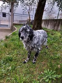 Setter inglese