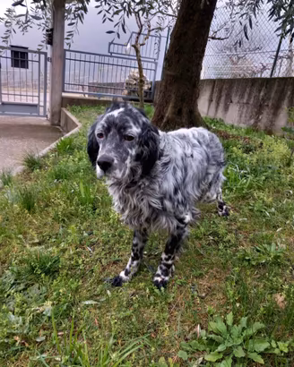 Setter inglese