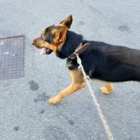 Cane di Pastore Tedesco di Media Taglia