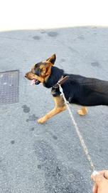 Cane di Pastore Tedesco di Media Taglia