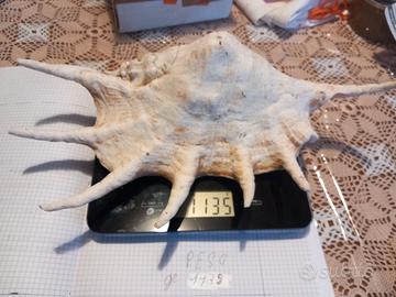 Conchiglia gigante