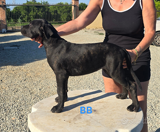 Carne Corso di genealogia