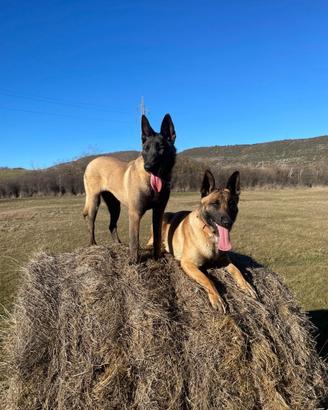 Ultimi cuccioli Malinois con Pedigree ENCI