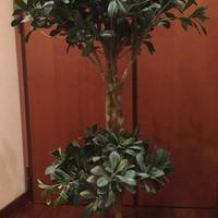 Pianta finta h. 150cm