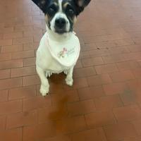 Jack Russell per accoppia