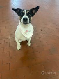 Jack Russell per accoppia