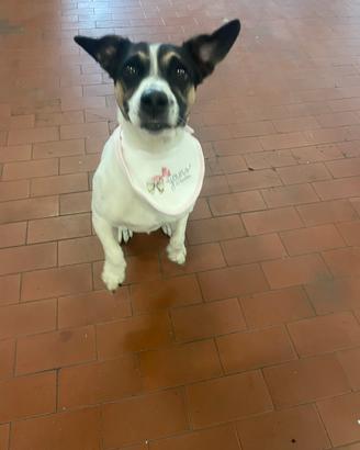 Jack Russell per accoppia