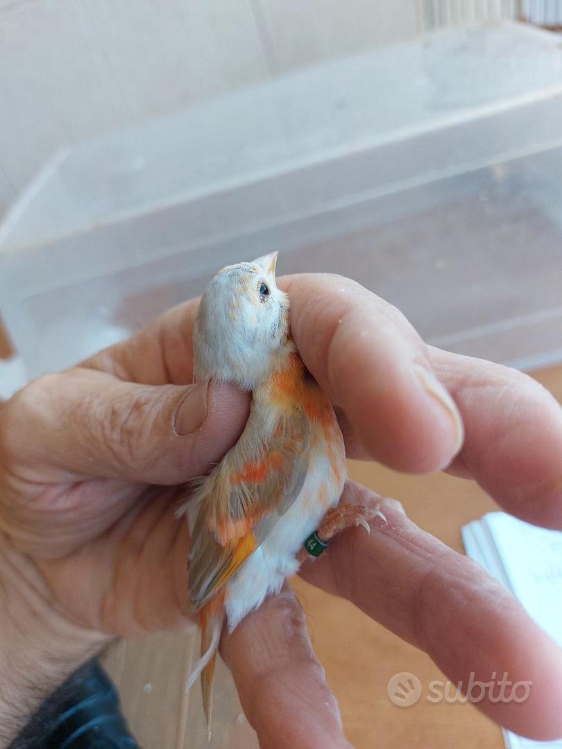 Cardinalina del Venezuela pastello bruna. - Animali In vendita a Napoli