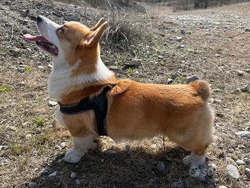 Welsh Corgi Pembroke