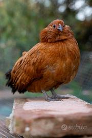 Galline/ polli ornamentali barbute d'anversa