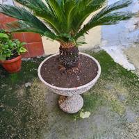  Cycas. Tenute benissimo.