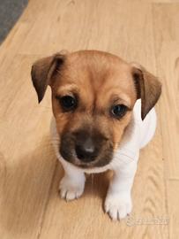 Splendida cucciola di jack Russel