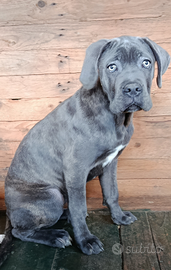 Cucciola di cane corso