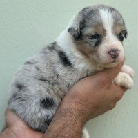 Australian shepherd