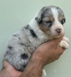 Australian shepherd