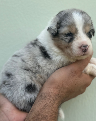 Australian shepherd