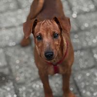 Zwergpinscher pinscher nano