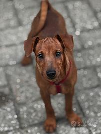 Zwergpinscher pinscher nano
