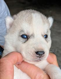 Cuccioli di Siberian Husky