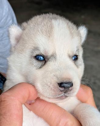 Cuccioli di Siberian Husky
