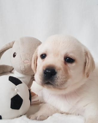 Disponibili cuccioli di labrador