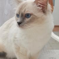 Ragdoll con pedegree disponibile per accoppiamento