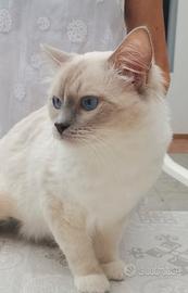 Ragdoll con pedegree disponibile per accoppiamento