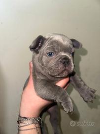 Bulldog francese