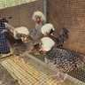 galline-olandese-ciuffata