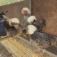 Galline olandese ciuffata