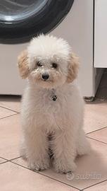 Maltipoo toy maschio - verona
