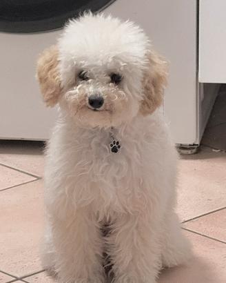 Maltipoo toy maschio - verona