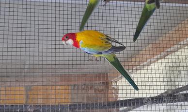 Pappagallo parrocchetto rosella