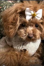 Barboncina mini toy Teacup