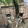 cuccioli-di-siberian-husky-luna-thor