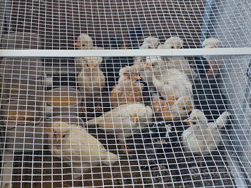 Pulcini gallina padovana