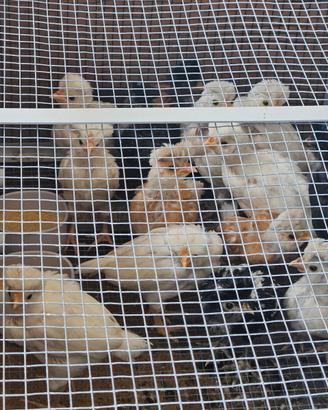 Pulcini gallina padovana